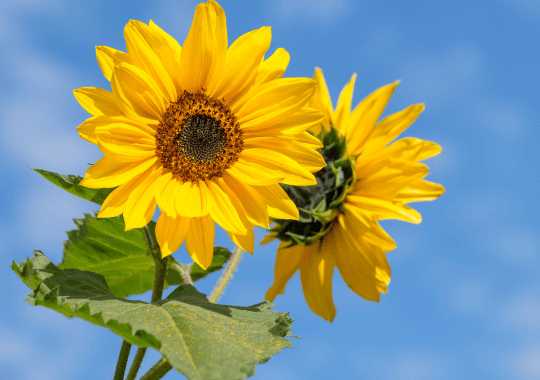 Two large yellow sunflowers - a widely recognised symbol of peace for Ukraine.