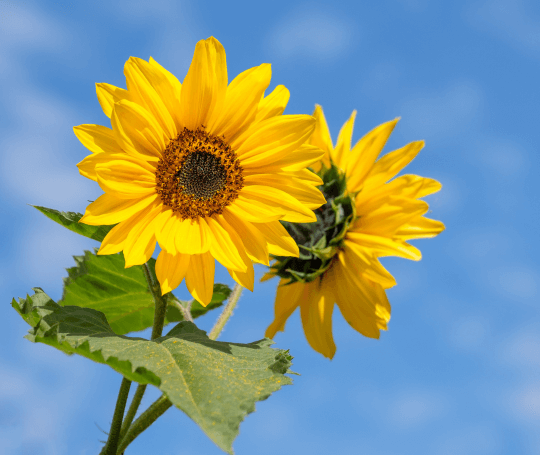 Two large yellow sunflowers - a widely recognised symbol of peace for Ukraine.